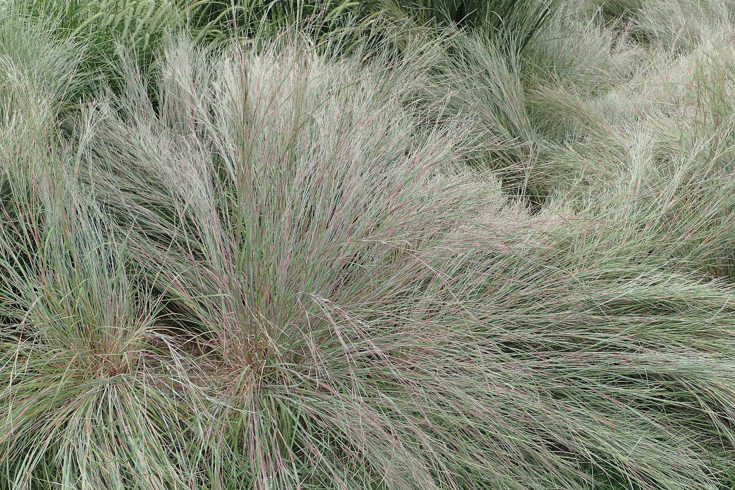 silver-green foliage