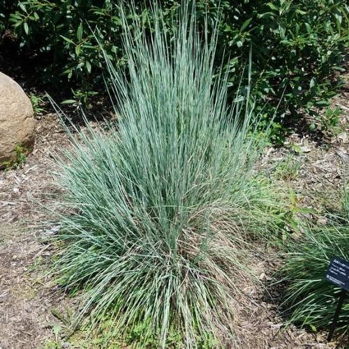 beige-green foliage