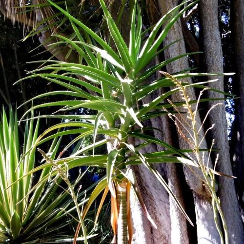 Green leaves with yellow blades, and green-beige trunk