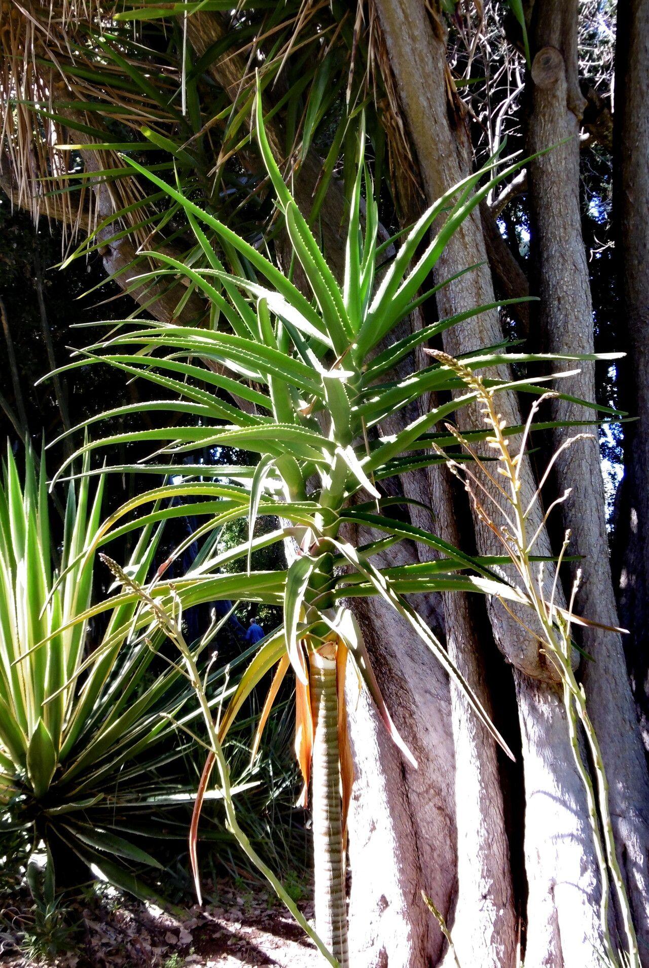 Green leaves with yellow blades, and green-beige trunk