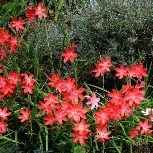 red-pink flowers with green leaves and green stems