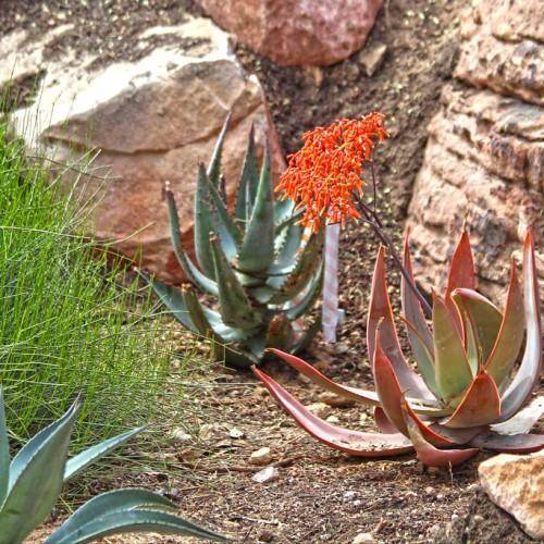 Spiky green leaves with orange thorns, and orange flower.