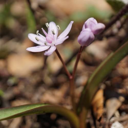 lavender buds and flowers with lavender stamens and cream anthers, red-green leaves and stems