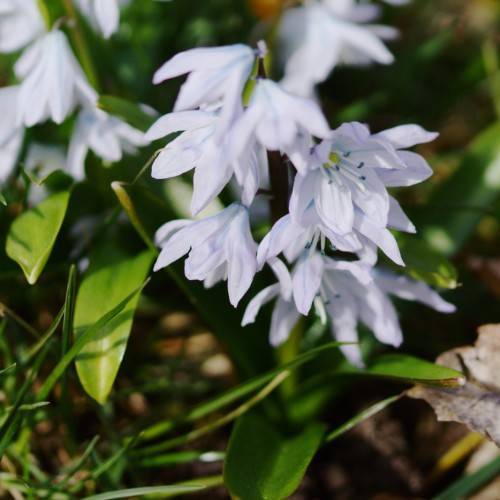 white flowers with white filaments, teal anthers, lime-green leaves and green stems