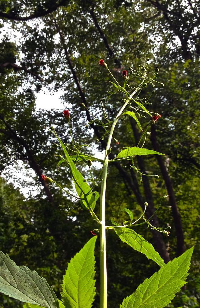 lime-green leaves with yellow-green stems and burgundy flowers