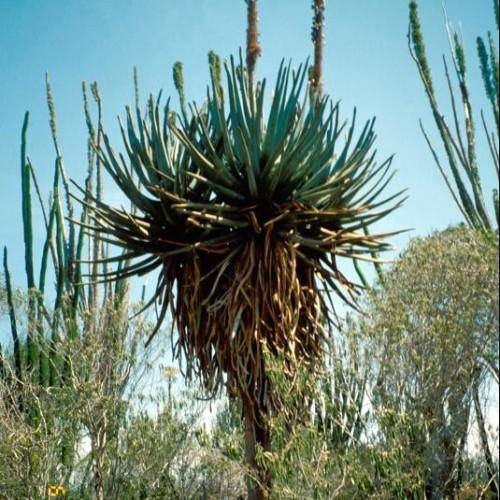 Spiky green leaves with a green-blue tint, atop of brown trunk.