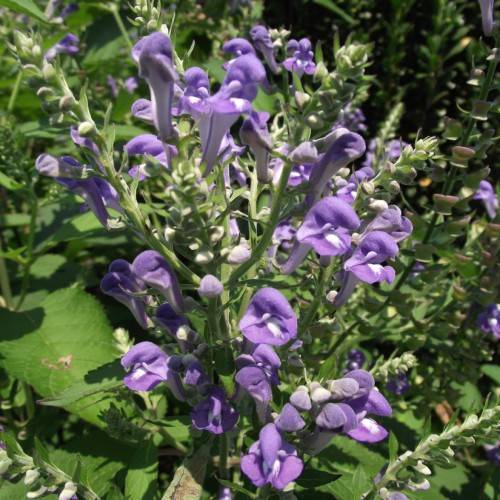 purple-white flowers with green-cream buds, green leaves and stems