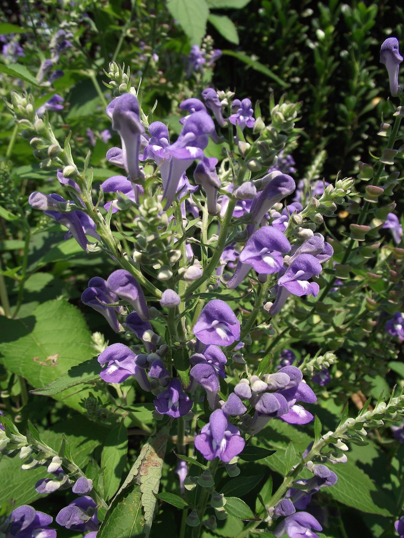 purple-white flowers with green-cream buds, green leaves and stems