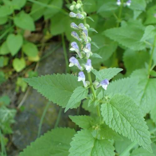 blue flowers and buds with green leaves and stems