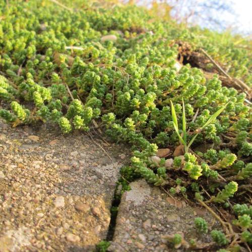 lime-green foliage with light-brown stems