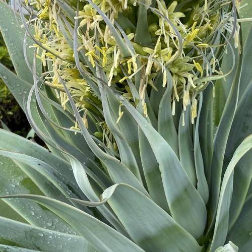 Long, thick, green leaves arranged in a rosette pattern.