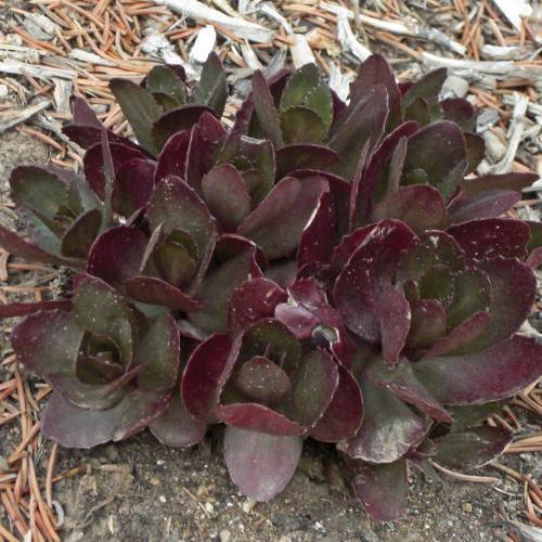 burgundy-green foliage