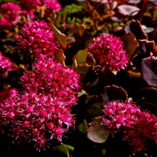 red-pink flowers with burgundy-lime leaves