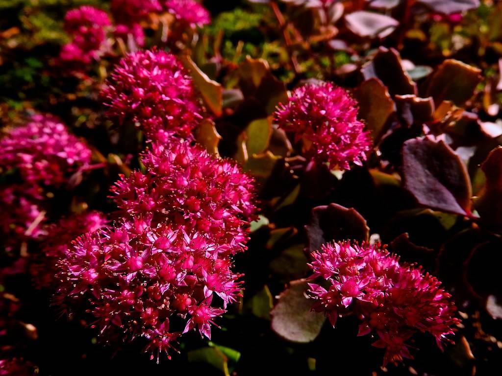 red-pink flowers with burgundy-lime leaves