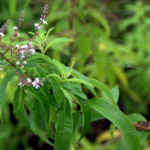white-purple flowers with green leaves on brown stems