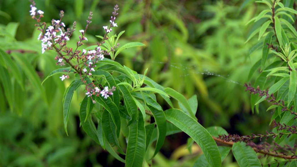 white-purple flowers with green leaves on brown stems