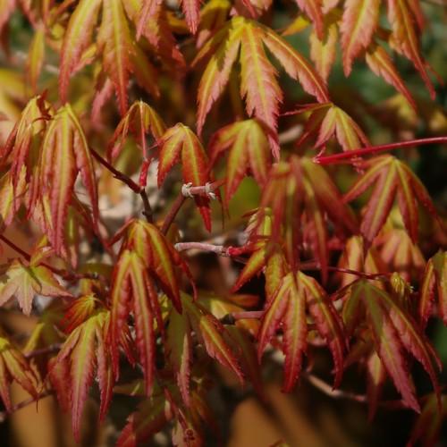 Orange-red leaves on multiple red stems.