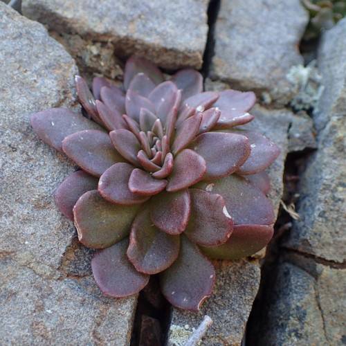 burgundy-gray foliage