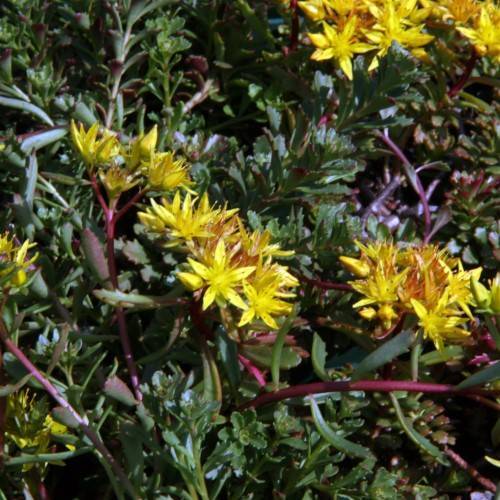yellow-pink flowers with burgundy-green stems and green leaves