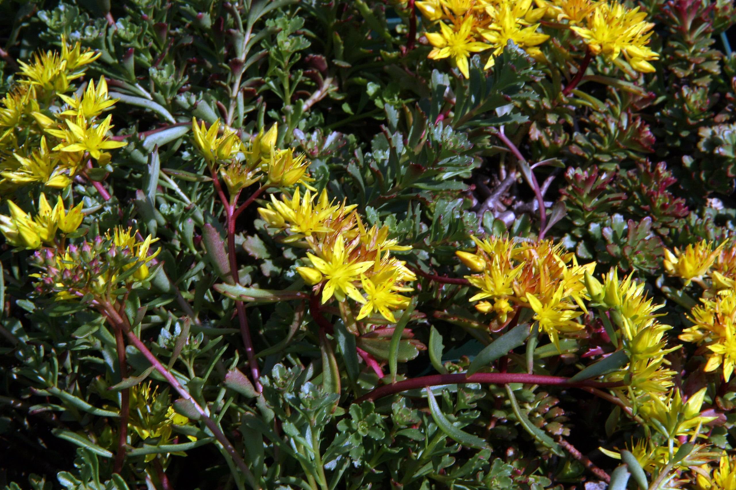 yellow-pink flowers with burgundy-green stems and green leaves