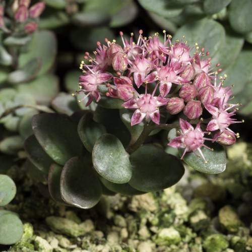 Lime Zinger Stonecrop (Sedum 'Lime Zinger') featuring green foliage, forming a compact mound with clusters of small pink-purple flowers