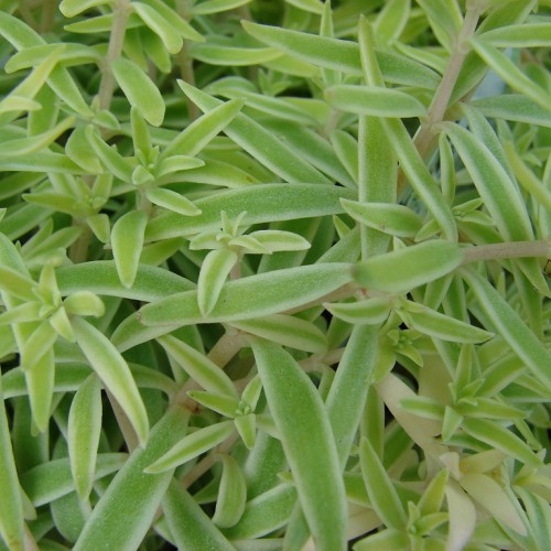Lime-white leaves with beige stem.