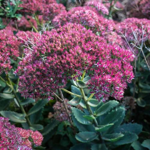 pink flowers with dark-green leaves and lime-green stems