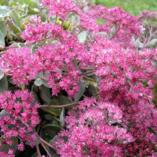 pink flowers with green leaves and brown stems