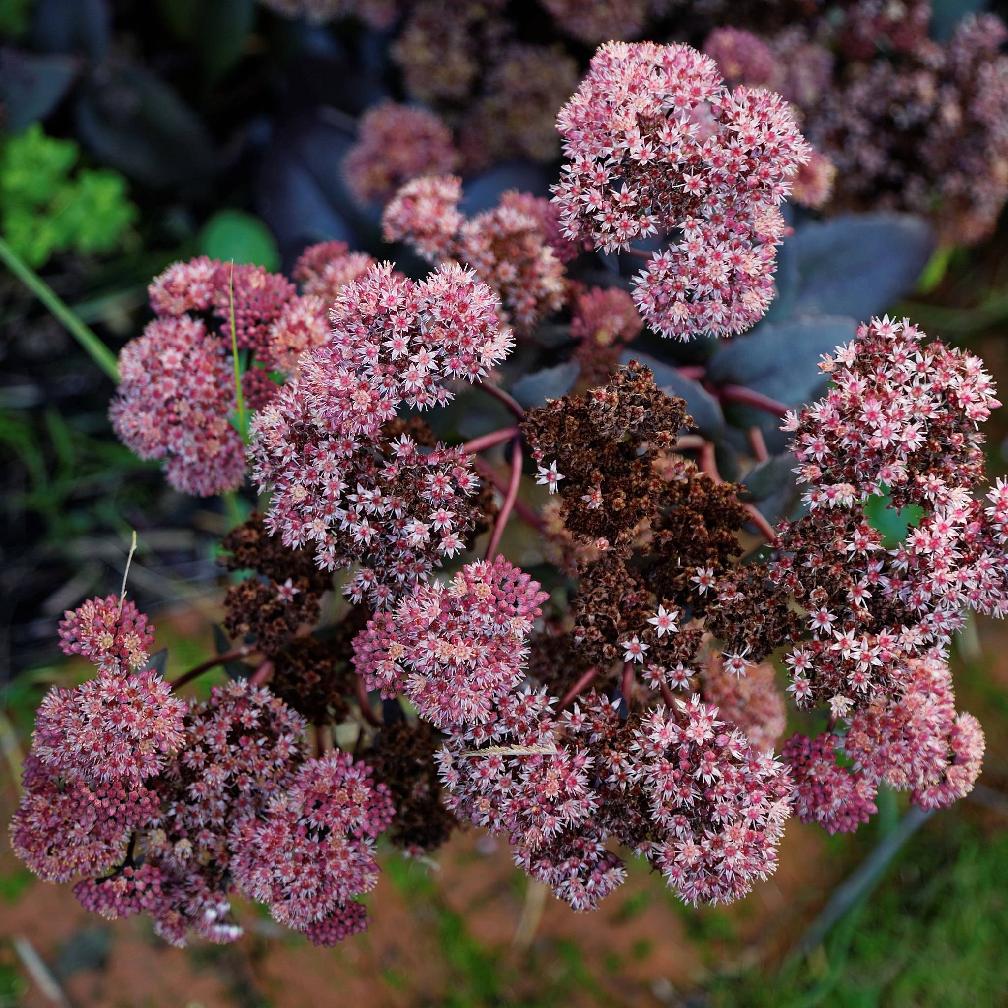 pink-brown flowers with burgundy stems and green leaves