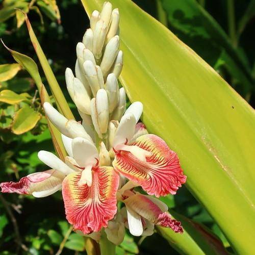 Tall green stems and lance-shaped glossy green leaves, and white-pink flowers that grow in dense clusters.