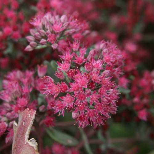 dark-pink flowers and pink buds with green leaves and stems