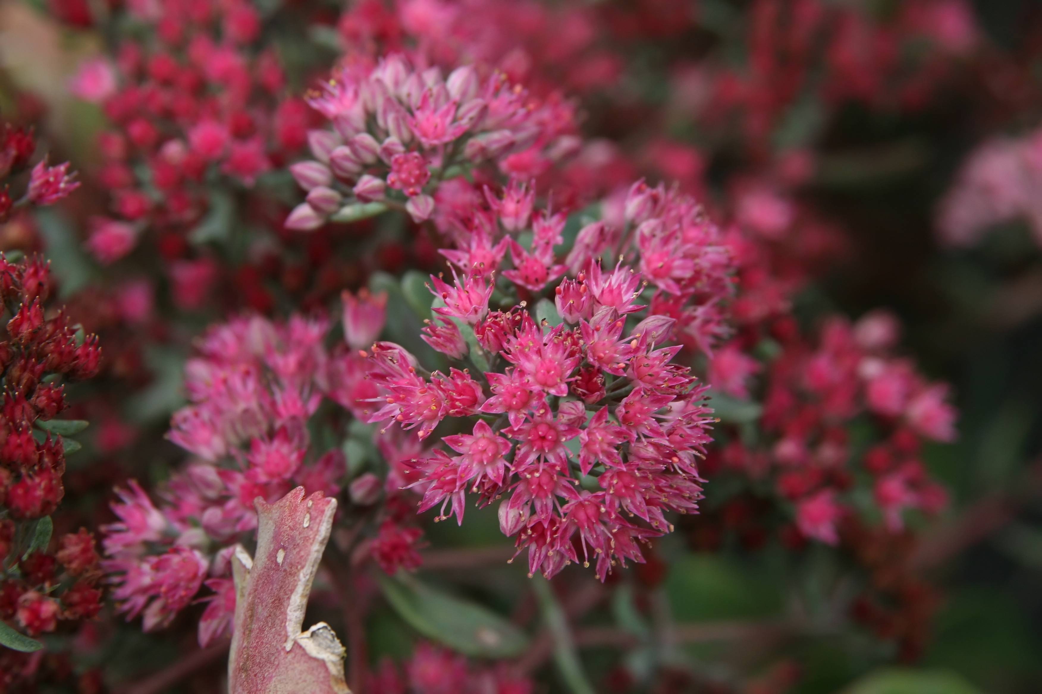 dark-pink flowers and pink buds with green leaves and stems