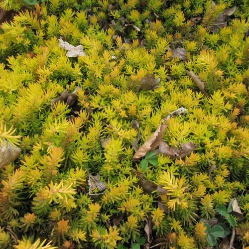 yellow-green flowers with green-brown leaves