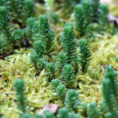 green-lime foliage and brown stems