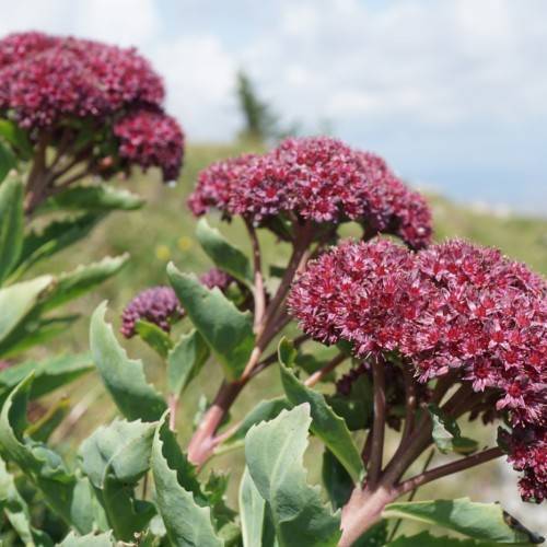 pink flowers with green leaves and light-brown stems