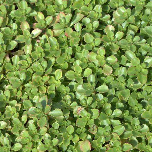 lime-pink leaves