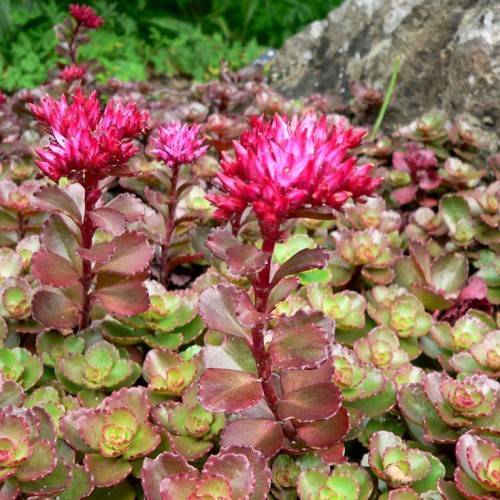 dark-pink flowers with lime-burgundy leaves and red stems