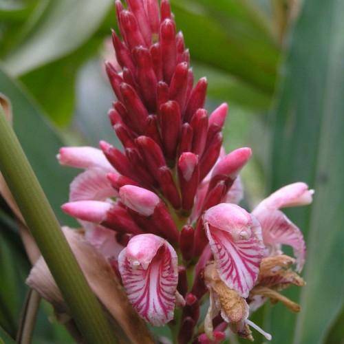 Lance shaped dark green leaves and fragrant white-pink flowers.