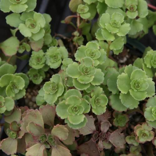 lime-burgundy leaves with light-brown stems
