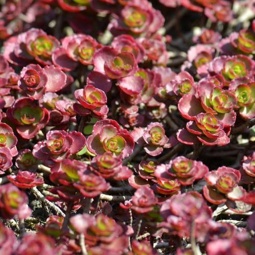 lime-burgundy leaves with light-brown stems