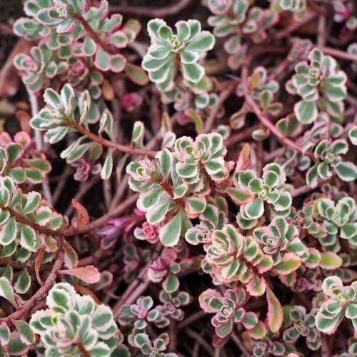 white-green leaves with red stems