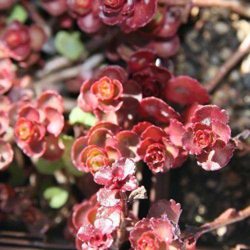 lime-burgundy leaves with brown stems