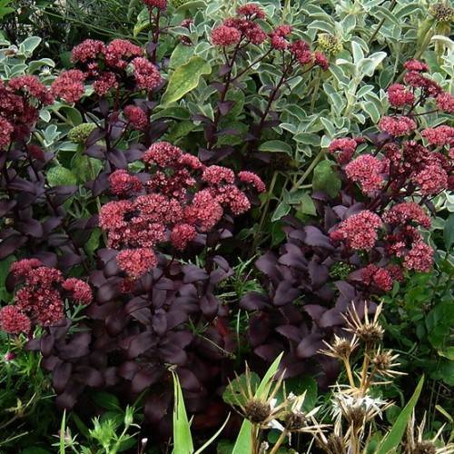 pink flowers with purple-green leaves and brown stems