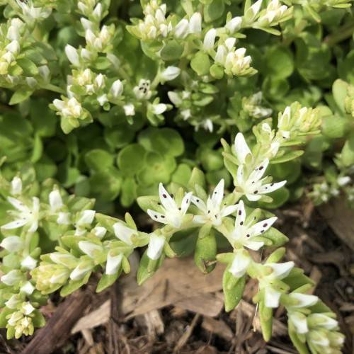 white flowers with black anthers, white filaments, lime-pink buds, lime-green leaves and stems