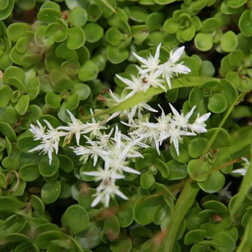 cream-white flowers with lime-pink leaves and stems