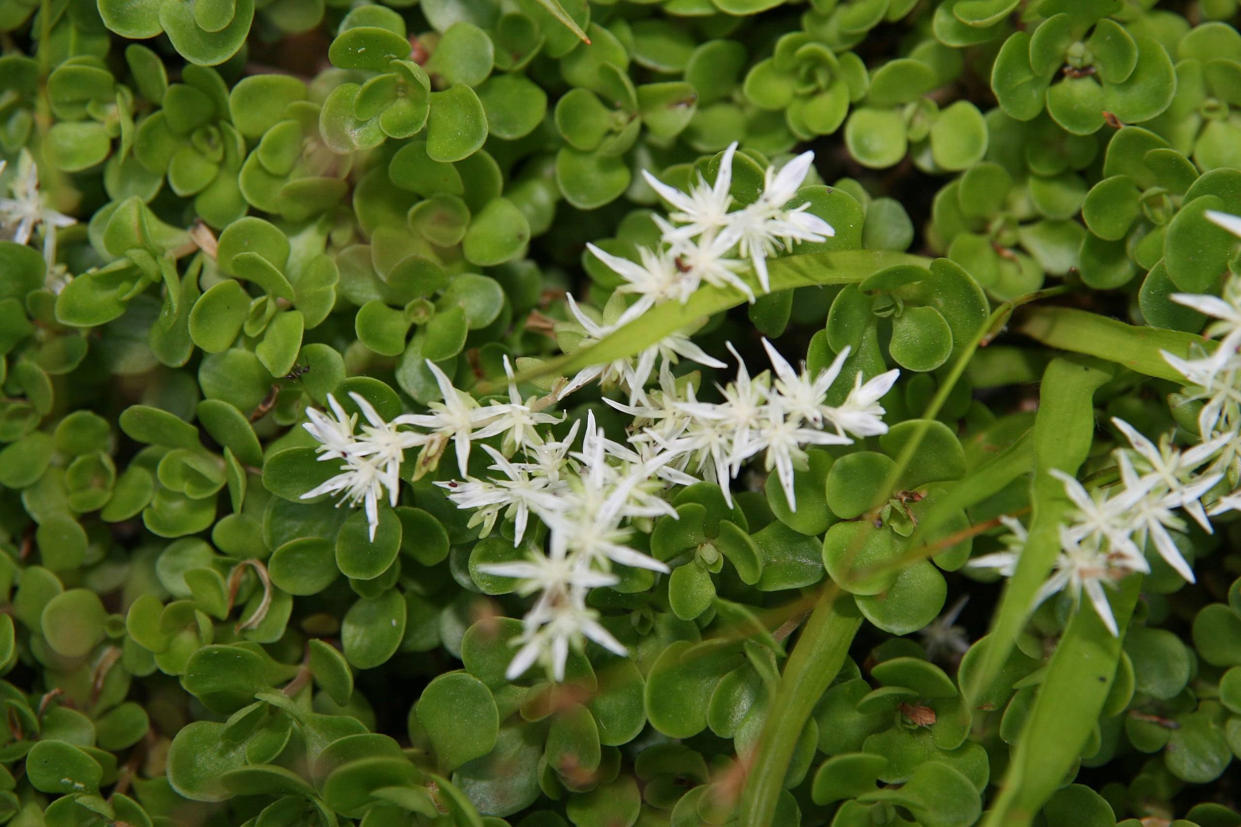 cream-white flowers with lime-pink leaves and stems
