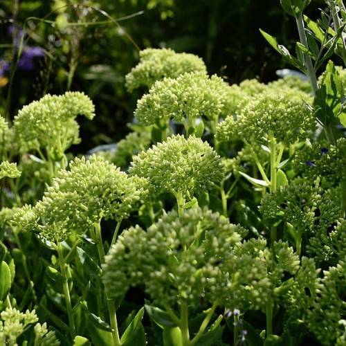 lime flowers, foliage and lime
stems