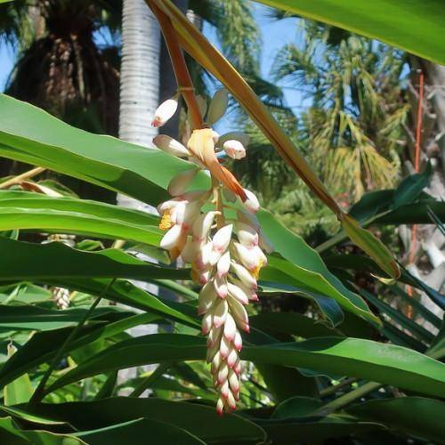 Lush tropical green leaves, with white-pink flowers on tall green stems.
