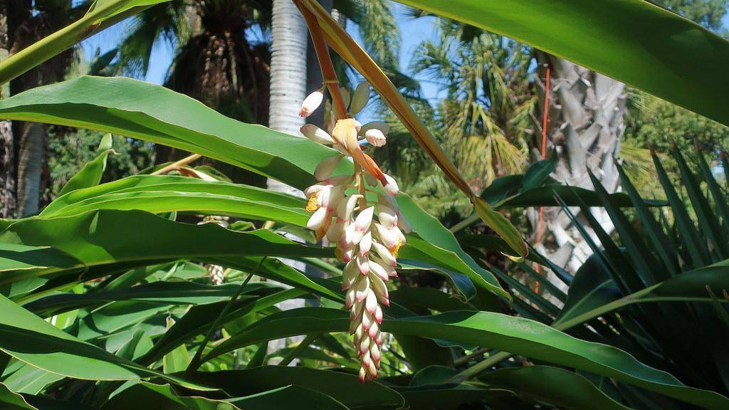 Lush tropical green leaves, with white-pink flowers on tall green stems.