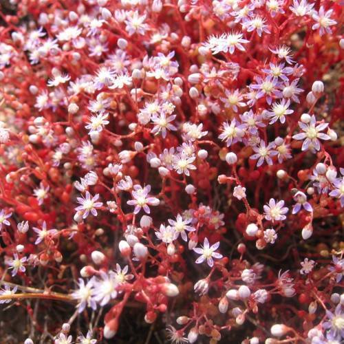 white flowers and buds with red stems